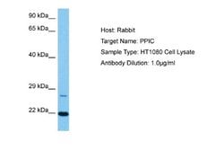 Cyclophilin C Antibody, Novus Biologicals 100 &mu;L; Unconjugated:Antibodies,